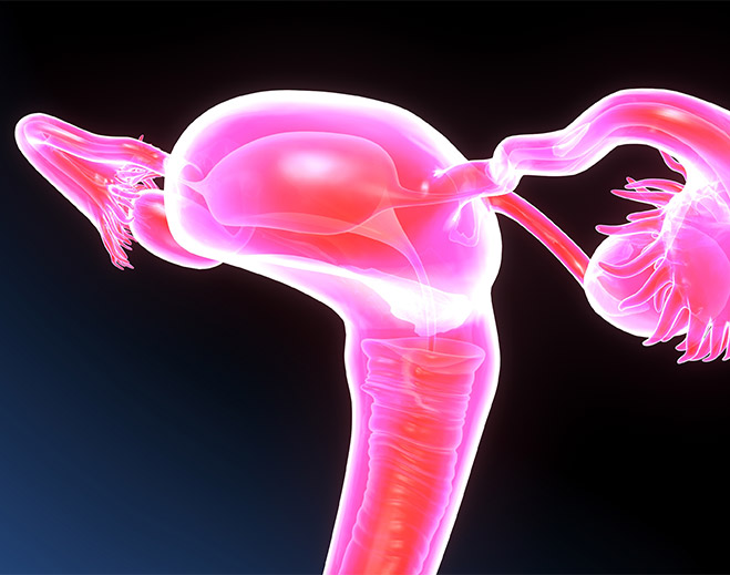 3d image of female reproductive system